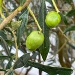 Olea europaea Fruit