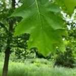 Quercus velutina Fulla
