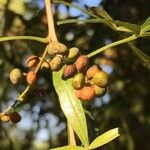 Searsia gueinzii Fruit