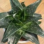 Aloe aristata Blad