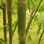 Dendrocalamus asper പുറംതൊലി