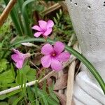 Oxalis articulata Цветок