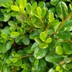 Arctostaphylos uva-ursi Hoja