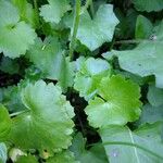 Saxifraga bulbifera Other