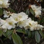 Rhododendron lanatum 花