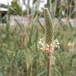 Plantago lanceolata 花