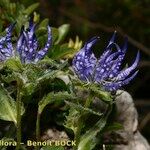 Phyteuma sieberi Hábito