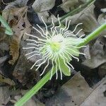 Passiflora costaricensis Çiçek