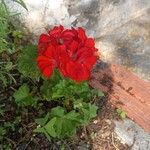 Pelargonium × hybridumFlower