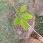 Euphorbia leucocephala Leaf