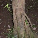 Ficus colubrinae خشب