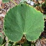 Abutilon mauritianum Folla