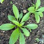 Buphthalmum salicifoliumLeaf