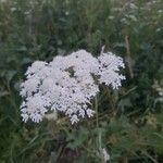 Heracleum sphondyliumKvět