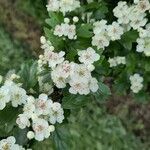 Crataegus laevigataKwiat