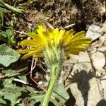 Leontodon crispus Flower