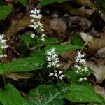 Maianthemum bifolium 花