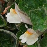 Asarina procumbens Kvet