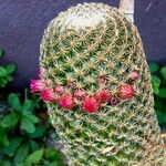 Mammillaria matudae Кветка