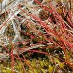 Juncus bulbosus Leaf