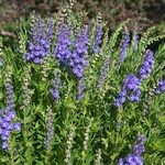 Scutellaria baicalensis Flor