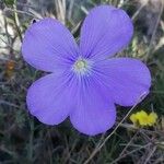 Linum narbonenseBlüte