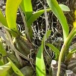Gomesa bifolia Hoja
