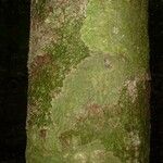 Lecythis confertiflora Corteza