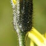 Hieracium cantalicum Kvet