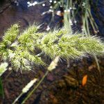 Polypogon australis Blodyn