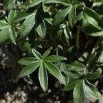 Potentilla alchimilloides Leaf