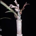 Epidendrum nocturnum Floro