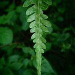 Pteris linearis Leaf