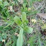 Myosotis macrosperma Leaf