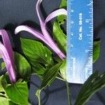 Poikilacanthus macranthus Blomst