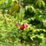 Euonymus verrucosus Fruit