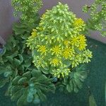 Aeonium undulatum Лист