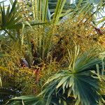 Borassus flabellifer ᱵᱟᱦᱟ
