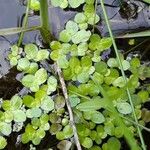 Spirodela punctata Leaf