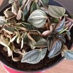 Peperomia albovittata Ліст