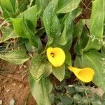 Zantedeschia elliottiana फूल