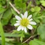 Anemone decapetala Flower