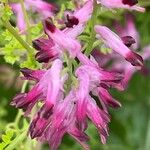 Fumaria muralis Çiçek