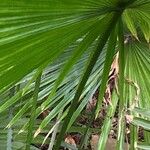 Livistona speciosa Corteza