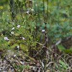 Agalinis tenuifolia 形態