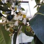 Lophostemon confertus Flower