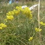 Galium verumফুল