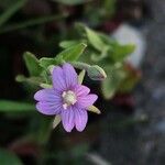 Epilobium parviflorumFlower