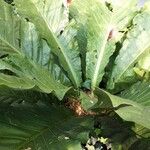 Anthurium jenmanii Leaf