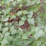 Rhodotypos scandens Συνήθη χαρακτηριστικά